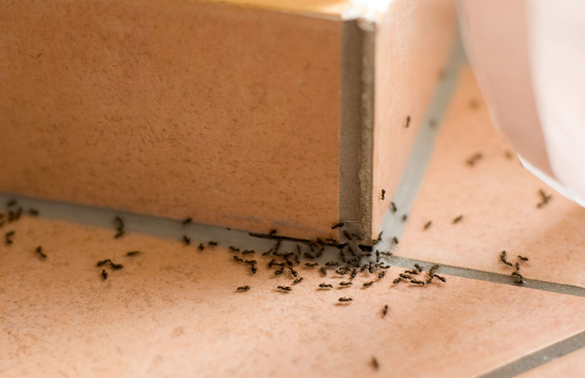 Effective Ant Control in Ho Chi Minh City Apartments