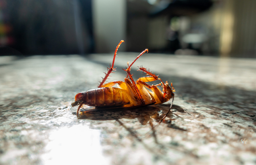 Comprehensive Strategies for Cockroach Eradication