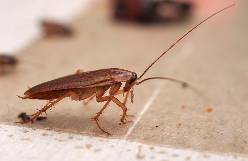 Cockroach Eradication